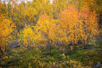 Fototapeta premium Autumn colours in Abisko national park in north of Sweden.