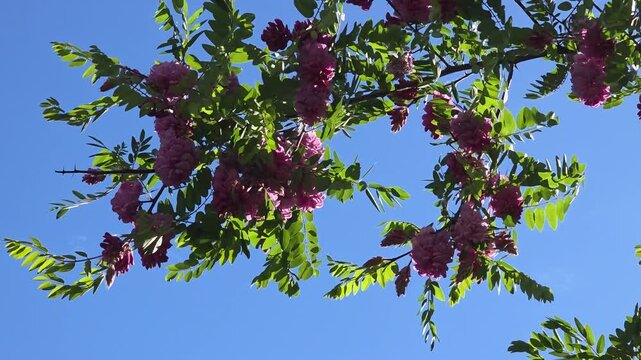 Pink acacia, robinia.
Shrub. Used in landscape design. Good honey plant.
