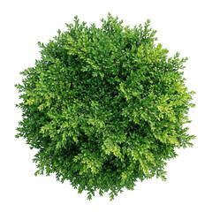Obraz premium Top view of a round green boxwood bush isolated on transparent background