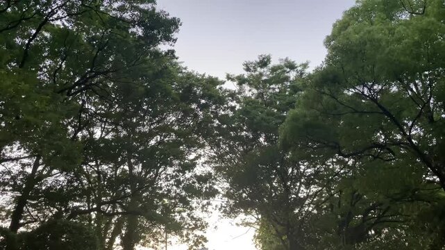  公園の豊かな木々の隙間から差し込む光と見上げる新緑の葉