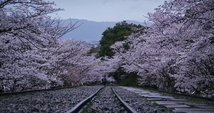 Rails leading through gravel and surrounded by cherry blossom trees - wide shot