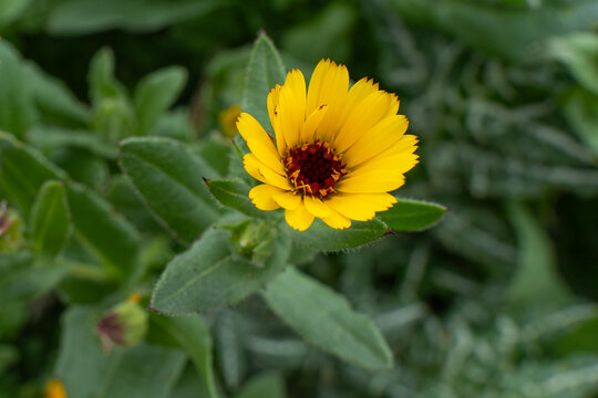 Field marigold (Calendula arvensis) blooming in Anaga Rural Park, Tenerife, Canary Islands