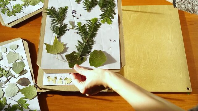 Hands arrange pressed foliage and branches on sheets before returning prepared layers into herbarium press. Highlights nature-based collecting and creation of long-term ecological reference collection