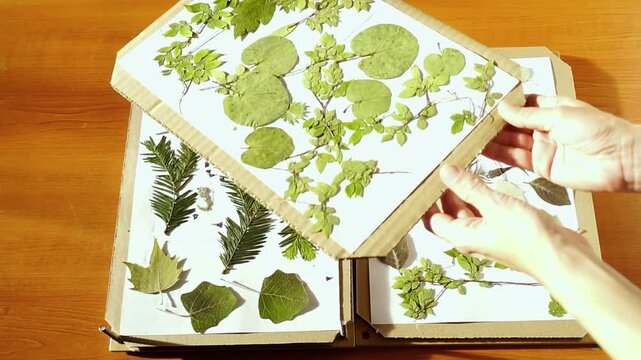 Person places cardboard sheet holding dried foliage into open herbarium press. Conveys analog data organization, structured specimen management, and tangible knowledge storage beyond digital systems.