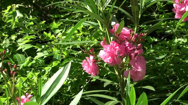 満開のキョウチクトウ（夾竹桃）　夏の自然・植物の背景素材