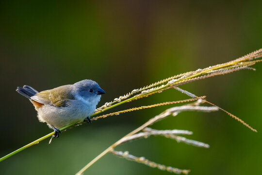 Female Swee Waxbill (Coccopygia melanotis) perched in coastal fynbos at Betty's Bay on South Africa's Whale Coast. Native African finch photographed in the Overberg, Western Cape.