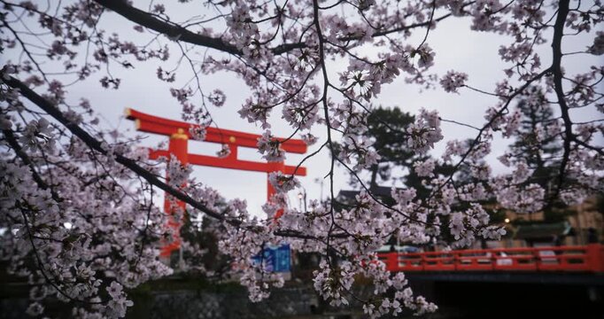 Cherry blossom branches in front of ancient Japanese torii gate and bridge in slow motion