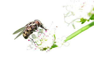 fly on flower with transparent background © Mário Filipe