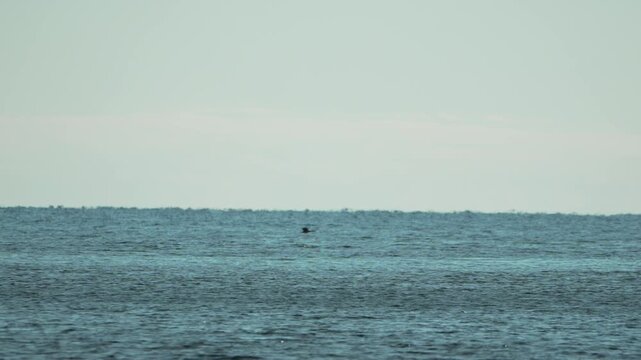 Ocean bird flying low over vast blue water toward a remote rocky islet on the calm horizon