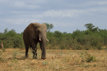 Obraz premium Afrikanischer Elefant / African elephant / Loxodonta africana