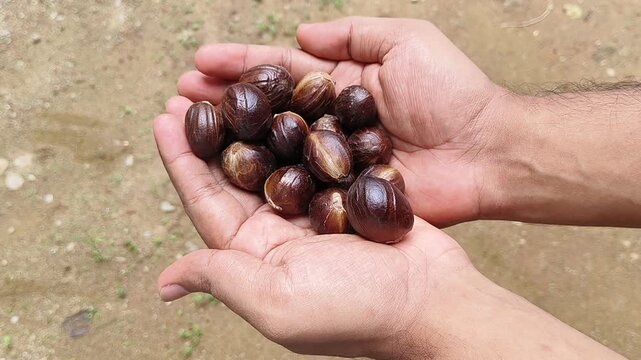Nutmeg seed many isolated. Closeup of hand holding nutmeg fruit seeds. Nutmeg spice cultivated on kerala in India and Myristica Banda Islands in Moluccas Indonesia.