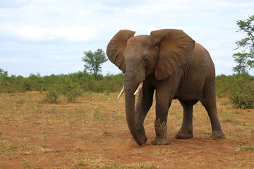 Fototapeta premium Afrikanischer Elefant / African elephant / Loxodonta africana