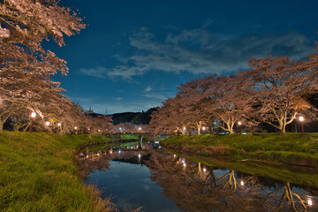 Fototapeta premium 夜桜のリフレクション