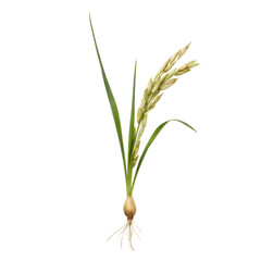 Fototapeta premium Oats grain plant isolated on a transparent background showing the roots and seeds for agricultural or food industry use