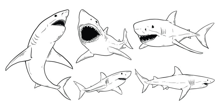 Various Cartoon Shark Illustrations