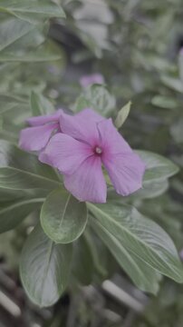 Close up of a vibrant pink Catharanthus roseus flower