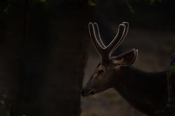A majestic sambar stag stands in the shadows of Jhalana Leopard Reserve, its velvet-covered antlers glowing softly in warm backlight, creating a dramatic wildlife portrait. © Rohit Beniwal
