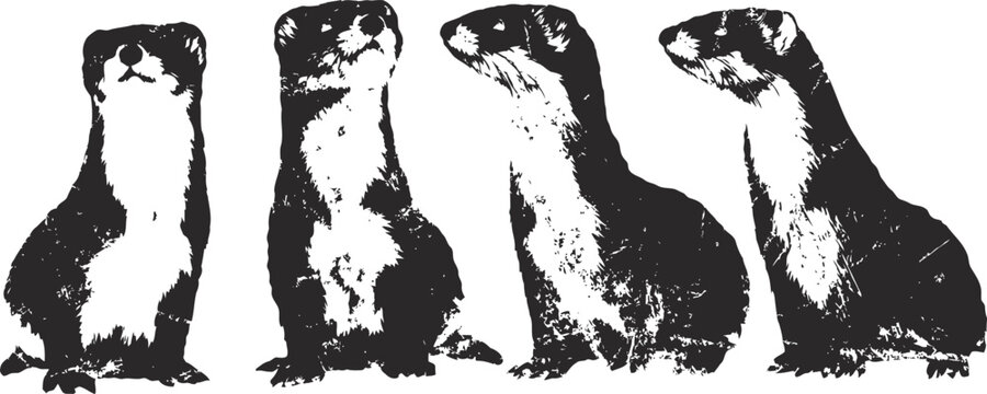 four standing ferrets looking curious with contrasting black and white fur patterns