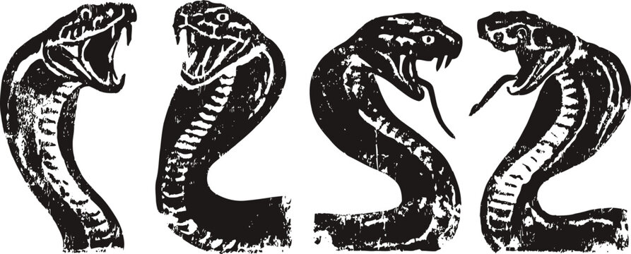 black and white aggressive cobra snakes with open mouths and fangs exposed, poised to strike