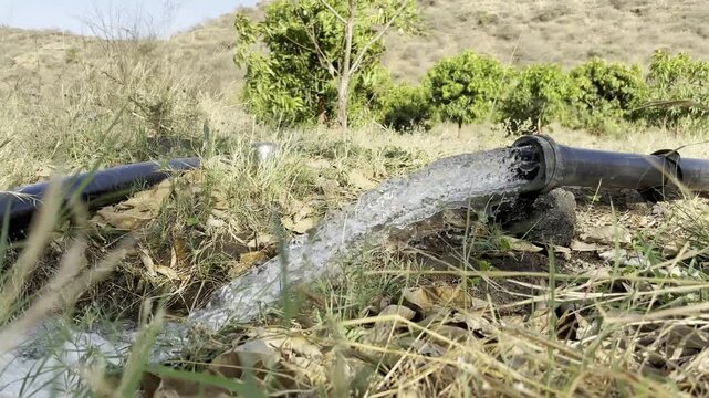 Water rushing from an agricultural irrigation pipe. black plastic pipe discharging water in a rural orchard. Close up of water gushing out of an irrigation hose. Farm irrigation water flow closeup.