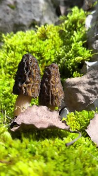 Macro photography of wild fungi in natural woodland habitat