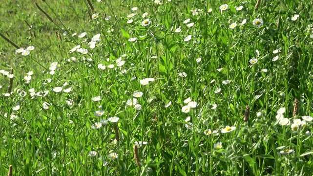 道端に咲く素朴な草花と風に揺れる雑草