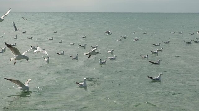 Many seagulls over sea, cloudy sky on background, slow motion. Large flock of birds flying low over water
