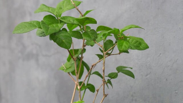 Close-up of green Arabian jasmine plant receiving fine water mist against concrete background.