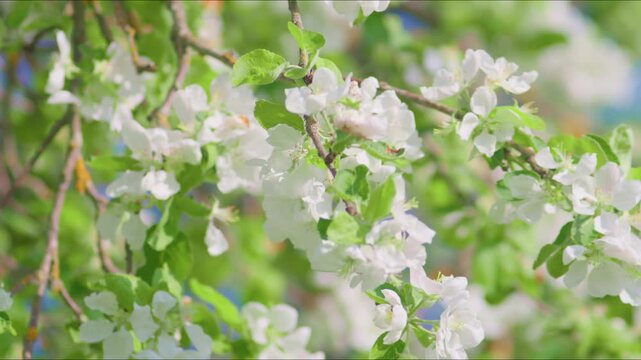 flowering apple tree branches with white blossoms in spring garden