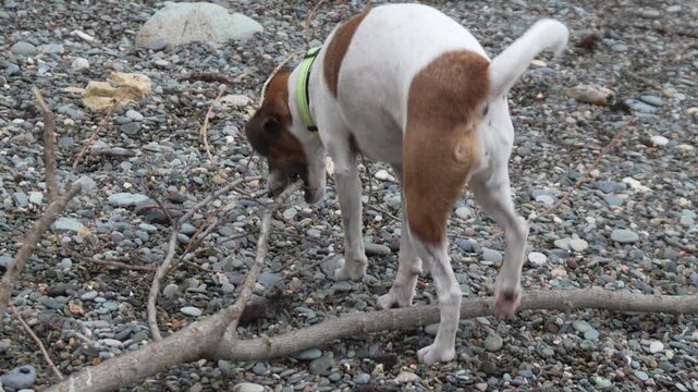 Dog sniffing pebbles, curious terrier exploring rocky beach ground