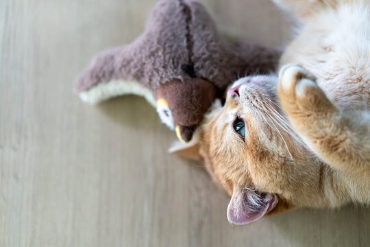 Playful golden British Shorthair cat lying on its back biting a brown stuffed animal toy.