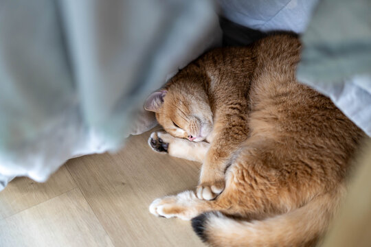 A cute ginger British Shorthair cat sleeping peacefully under a cozy blanket.