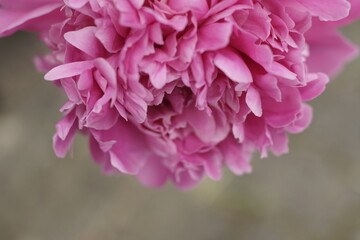 Obraz premium Paeonia in voller Blüte