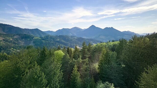 Aerial Hyperlapse Flying Forward Over Vibrant Spring Treetops Toward Carpathian Mountain Peaks