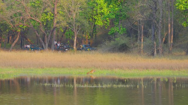 Tiger tours through eco-tourism promote conservation&mdash;sustainable safaris funding habitat protection, community welfare, and species survival globally