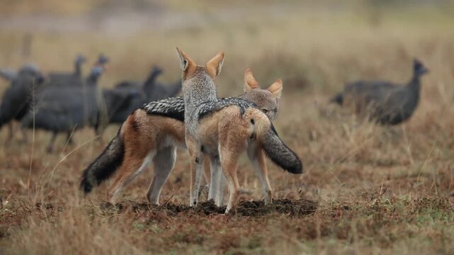 A black-backed jackal pair in between the helmeted guineafowl flock