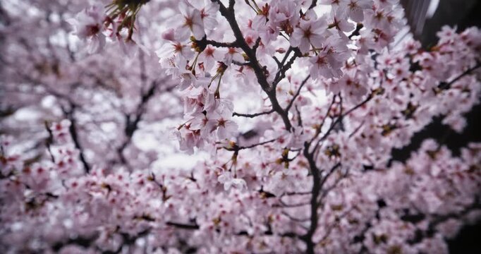 Closeup on cherry blossom branches during the spring - steady cam