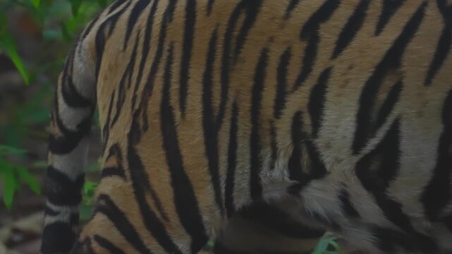 Close-up tiger reveals intricate striped pattern rippling across powerful shoulder blades&mdash;nature's perfect predator design.