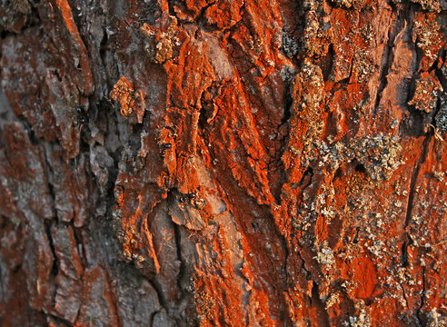 Detailed texture of apple bark, orange to red in color. The color of the bark is caused by an algae of the genus Trentepohlia.