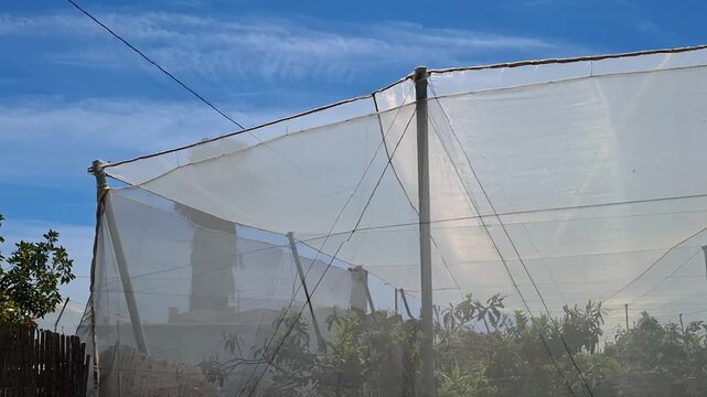 Driving shot of loquat orchards under protective white net gardens with stone walls in sunny Spain countryside.