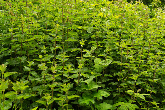 A dense patch of green stinging nettles growing wildly.
