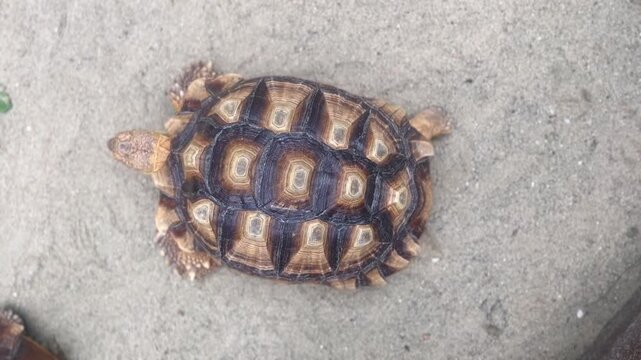A small tortoise with a patterned shell rests on a light ground surface, viewed from above.