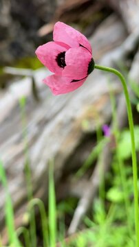 Delicate Pale Pink Poppy with Dark Center Close Up