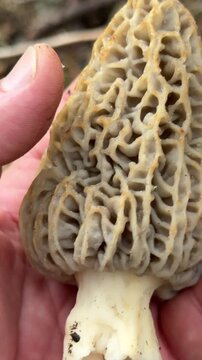 Macro view of turning a wild morel mushroom in hand to show details