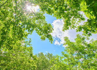 新緑の木々の隙間から見上げる青空と差し込む太陽の光 Low angle view of bright sunbeams and blue sky through fresh green tree canopy © FRAGMENTSOFHOKKAIDO