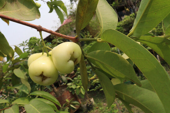 Syzygium aqueum fruit plant on nursery