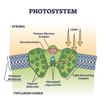Photosystem process as chemical light absorption in plants outline diagram, transparent background. Photosynthesis thylakoid lumen and stroma closeup.