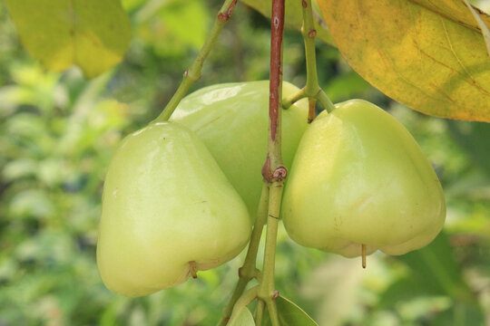 Syzygium aqueum fruit plant on nursery