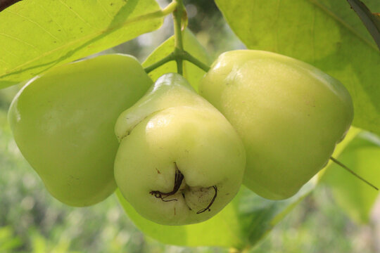Syzygium aqueum fruit plant on nursery
