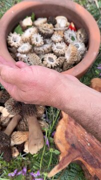 Foraging and cooking fresh morel mushrooms in a traditional clay pot over a wood fire

Wild morel mushroom harvest and outdoor cooking in a rustic terracotta pot

Cooking freshly picked morel mushroom